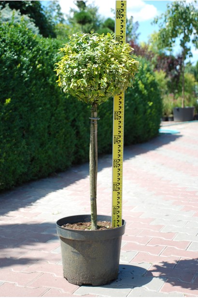 Бруслина Форчуна Емеральд енд Голд на штамбі | Бересклет Форчуна Эмеральд энд Голд на штамбе | Euonymus fortunei Emerald n Gold on stambe